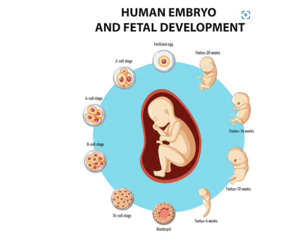 Embryo Freezing Techniques: Advancements in Fertility Preservation