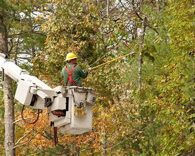 Tree pruning